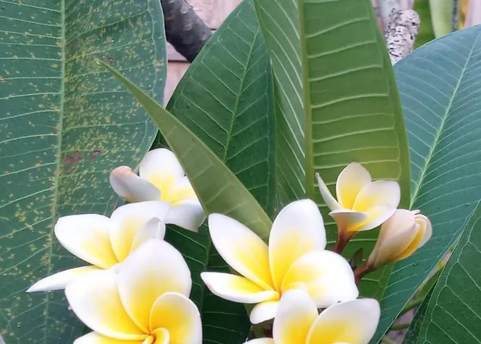 ベッド・アンド・ブレックファスト Lotus House Keramas Lebih